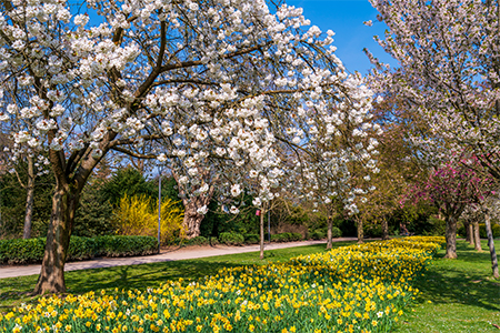 Beautiful garden scene with White and pink flower trees